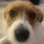 Konrad