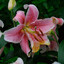 liliesonmyheart
