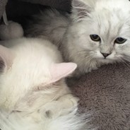 我屌你老母化臭閪