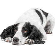 sad_spaniel