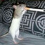 SILLY RAT;)