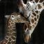 Baby_Giraffes