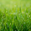 Grass