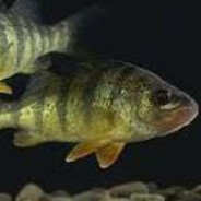 Bibanu - steam id 76561199526569935