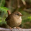 Wren