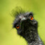 Emu