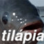 HOMEM TILAPIA