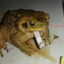 El sapito