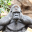 bigboygorilla