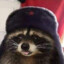 Russian Raccoon