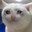 Gato lloron