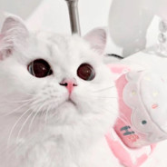 我不玩女主播了