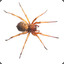 &lt;-nZg-MP&gt;Hobo_Spider_