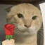 爱猫TV-圆头耄耋