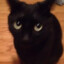darkCAT