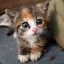 Look It´s A Cat:)