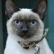 666666 avatar