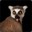 UnfoldingLemur