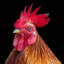 Rooster_Dunlop