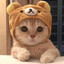 Котик