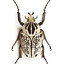 a literal Bug