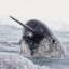 narwhal