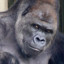 Handsome Gorilla