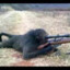 sniper monkey