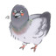 Pigeon_9