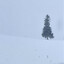 snownights