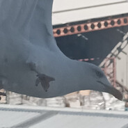 DİKKAT martin yemek çalıyor