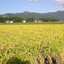 RICE FIELD!