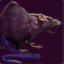 Rat