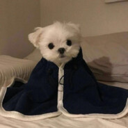 无法诠释的诙谐