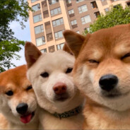 小侯今天开心了吗