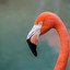 Give Me A Flamingo