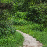 乡间小路带我回家