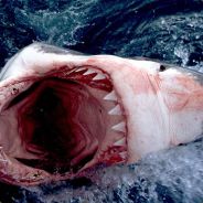 sharkattack !! fr - steam id 76561197971009582