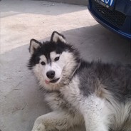 唔好意思三条A斯