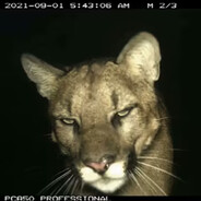 dk