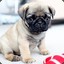 cute pug