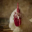 ProfessorChicken