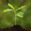 Noble Sapling