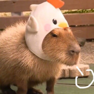 鼠鼠我啊怎么办