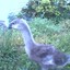Goose