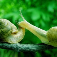 蜗牛爬的慢