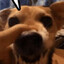 lala dog