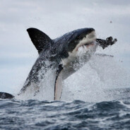 белая акула