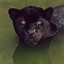cartinho-