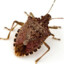 Stinkbug